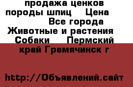 продажа ценков породы шпиц  › Цена ­ 35 000 - Все города Животные и растения » Собаки   . Пермский край,Гремячинск г.